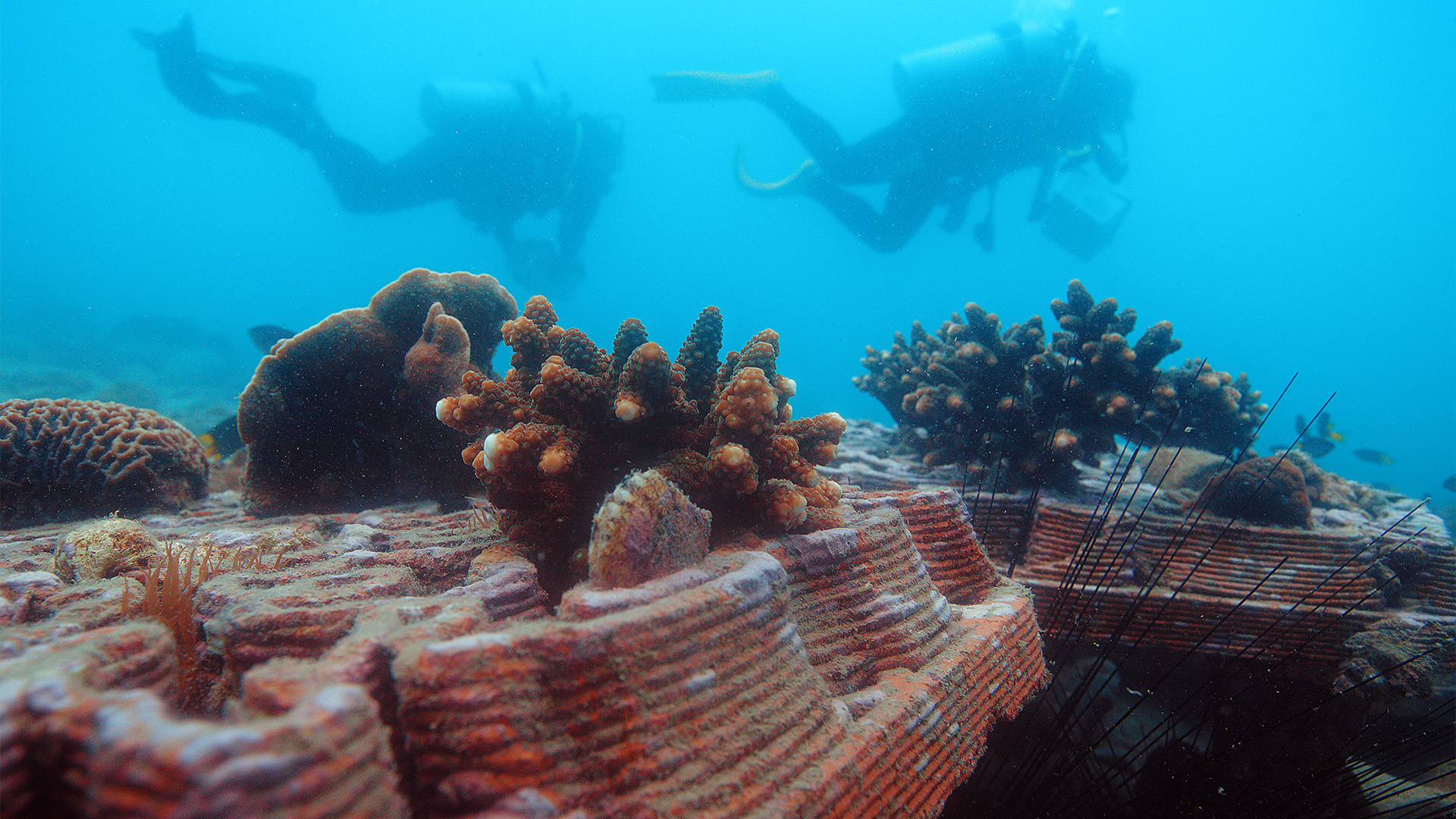 Divers surveying 3D-printed terracotta reef tiles deployed underwater